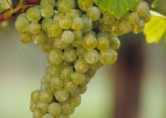 Chardonnay-Traube am Stock