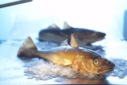 Zwei ganze frische Fische (Skrei) auf etwas Eis