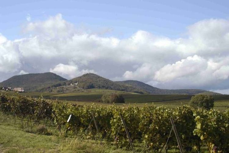 Panorama mit Weinbergen im Vorder- und Bergen im Hintergrund