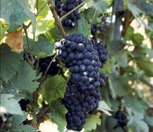 Schwarzriesling-Traube am Stock